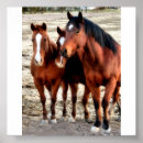 Suche nach western horse poster Rodeo
