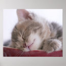 Suche nach kitten poster Tabby