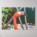 Suche nach roter schnabel poster Tiere