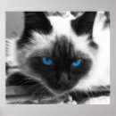 Suche nach siamesische katzen poster Katzenliebhaber