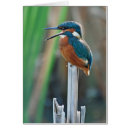 Suche nach eisvögel postkarten Blau