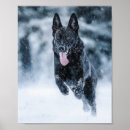 Suche nach schwarzer wolf poster Hund