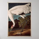 Suche nach vogelkunde poster Federn