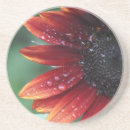 Suche nach rotes blumenblatt Natur