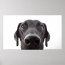 Suche nach schwarzes labrador retriever poster Portrait