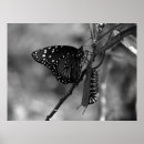 Suche nach black and white photo poster Nature