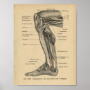 Suche nach bein poster Anatomisch