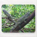 Suche nach leguan mousepads Natur