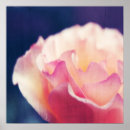 Suche nach abstrakte rose poster Natur