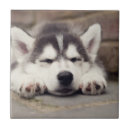 Suche nach schlaf fliesen Hund