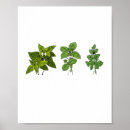 Suche nach kräuter poster Kochen