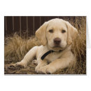 Suche nach braunes labrador postkarten Retriefe