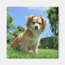 Suche nach kleine hunde magnete Foto