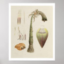 Suche nach bruce poster Botanisch
