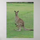 Suche nach roo poster Fotografie