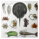 Suche nach insekten fliesen Arthropoden