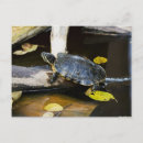 Suche nach amphibie postkarten Tiere