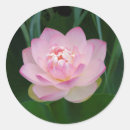 Suche nach seerosen aufkleber Rosa