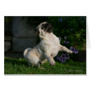 Suche nach carlin postkarten Kitz