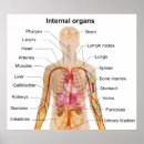 Suche nach internal organs poster Body