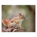 Suche nach eichhörnchen foto poster Wild