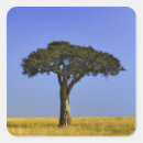 Suche nach akazien aufkleber Baum