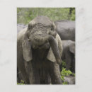 Suche nach afrikanische tiere postkarten Südafrika
