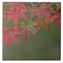 Suche nach ahorn fliesen Botanisch