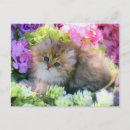 Suche nach katzenbilder postkarten Katzenpostkarte