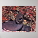 Suche nach aal poster Unterwasser