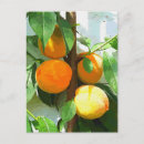 Suche nach pfirsichbaum postkarten Jede person