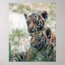 Suche nach niedliche tiger poster Cub