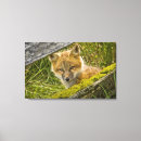 Suche nach roter fuchs leinwandbilder Natur