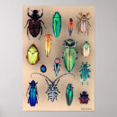 Suche nach sammlung… es poster Insekten