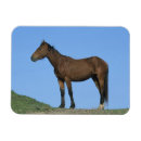 Suche nach wild magnete Reiter