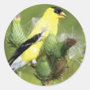 Suche nach goldfinches aufkleber Natur