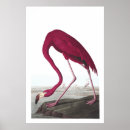 Suche nach amerikanischer flamingo poster Vogel
