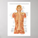 Suche nach innere organe poster Wirbelsäule