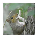 Suche nach eichhörnchen fliesen Pilz