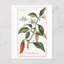Suche nach cayenne pfeffer Scharf