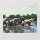 Suche nach weiße ponys postkarten Pferde