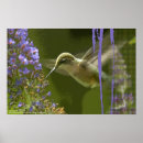 Suche nach gallo poster Gemälde