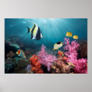 Suche nach coral reef poster Ocean
