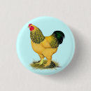 Suche nach brahma buttons Vögel