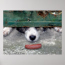 Suche nach lustige wurst poster Hund