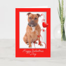 Suche nach staffordshire bullterrier karten Hund