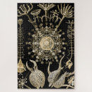 Suche nach haeckel puzzle Illustration