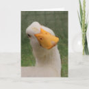 Suche nach weiße gans karten Jede person