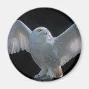 Suche nach raptor magnete Vogelvogel