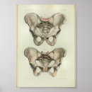 Suche nach pelvis Anatomie
